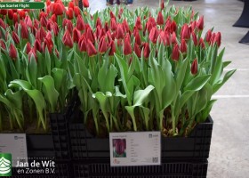 Tulipa Scarlet Flight ® (1)